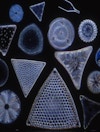 Toru Pendant Lighting Designer David Trubridge Inspiration Designer Diatoms Carbon Emssions