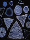 Toru Pendant Lighting Designer David Trubridge Inspiration Designer Diatoms Carbon Emssions