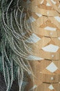 Tui P Inspiration Tui Bird Feathers Design Influence